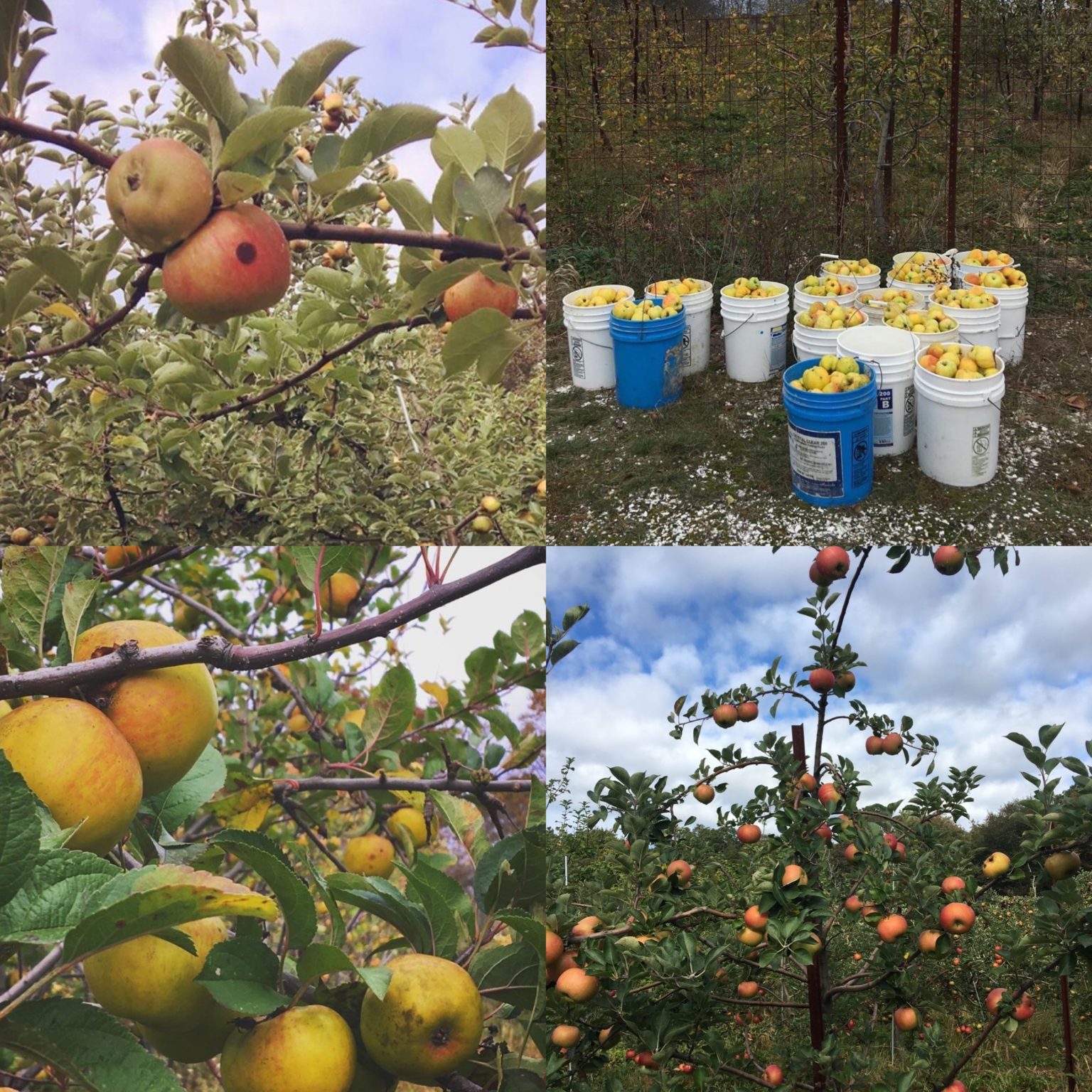 Long Lane Orchard Sowams Cider Works Company